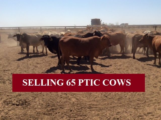 SELLING 65 PTIC COWS