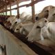 Go to Indonesia policy U-turn on cattle