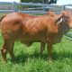Roseborough  Red Brahmans