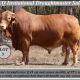 Go to Parawanga Droughtmasters CQ Invitational Sale 2023