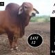 Kangarin Stud Feb All Breeds Sale 2025..