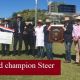 EKKA Led Steers