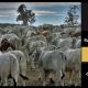 Go to Gold City Brahman Sale 2025