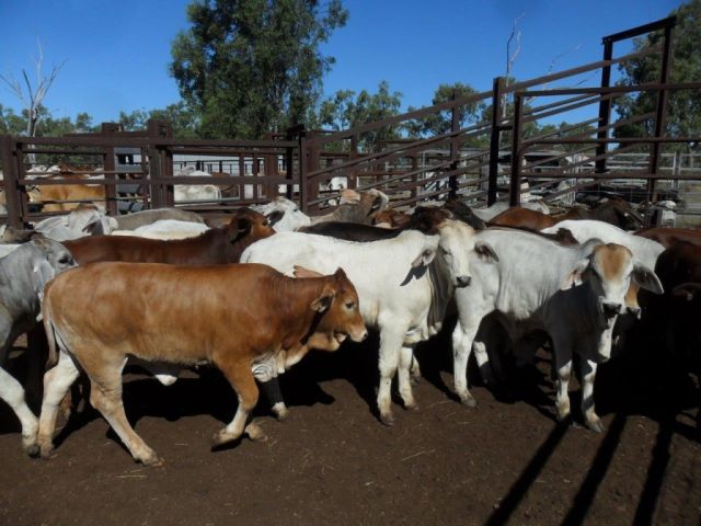 PRIME AND STORE SALE  DALRYMPLE SALEYARDS