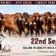 Clermont Beef Bull Sale 2026