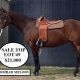 Ag-Grow Premier Horse Sale RESULTS