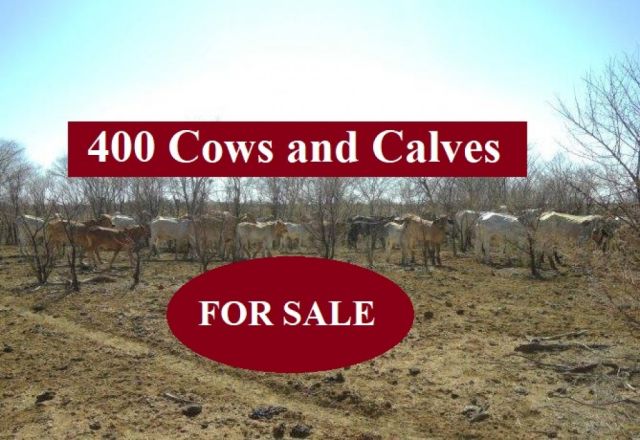 400 Cows and Calves (FOR SALE)