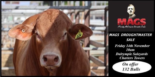 MAGS Droughtmaster Bull Sale 2025