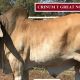 Crinum Brahmans Nebo Draft