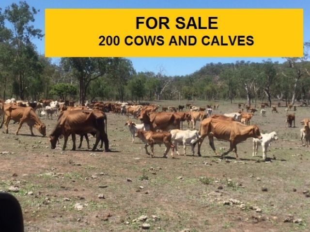 FOR SALE