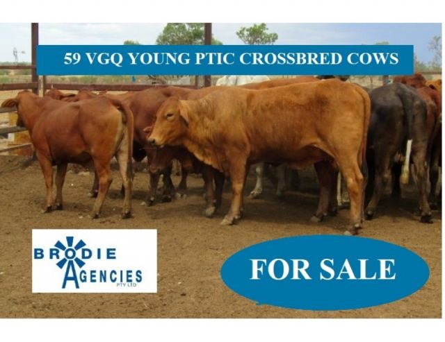 59 VGQ YOUNG PTIC CROSSBRED COWS (FOR SALE)