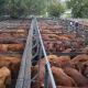 Records made to be broken cattle included.