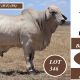 MOONGOOL BRAHMAN SALE BULLS 2026