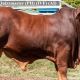 Go to Farogan Valley Droughtmasters (ND) 2023