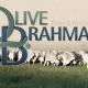 Go to Olive Brahmans