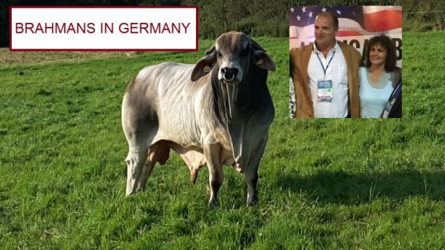 Our Brahman Friends In Germany