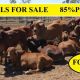 50 Red Brahmans For Sale