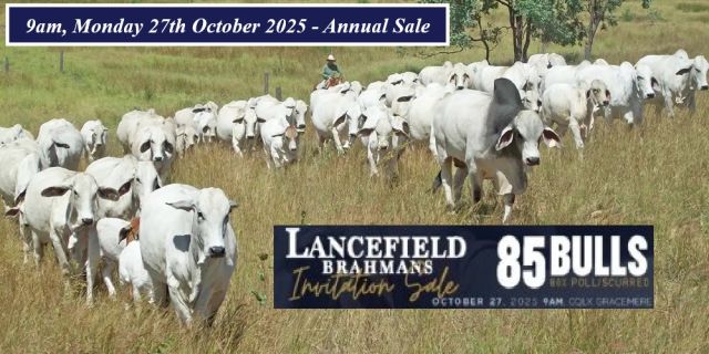 Lancefield Brahmans Invitation Sale 2025