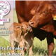 Go to Gympie National Female Sale Droughtmaster