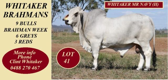 Whitaker Brahman Week Bulls 2024