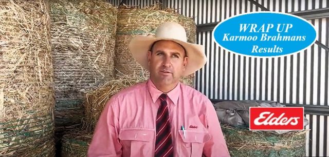 Karmoo Bull Sale Marmordale Clermont.