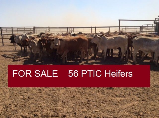 56 PTIC Heifers (FOR SALE )