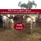 Go to 90 Cows and Calves