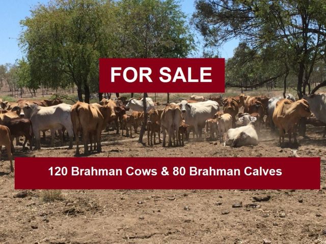 120 Brahman Cows & 80 Brahman Calves