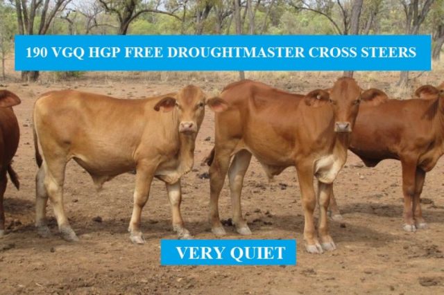 190 VGQ HGP FREE DROUGHTMASTER CROSS STEERS