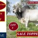 Lancefield Brahmans Invitation Sale 2024