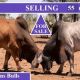 For Sale 55 Reds 55 Grey Brahmans