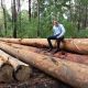 Go to Wanted Your Timber.