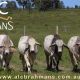 ALC BRAHMANS SALE 2026