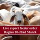 Live export feeder order