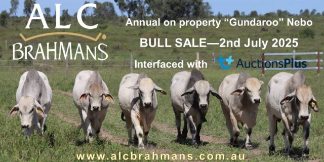 ALC BRAHMANS SALE 2025