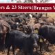 1 Deck Mixed Sex Weaners