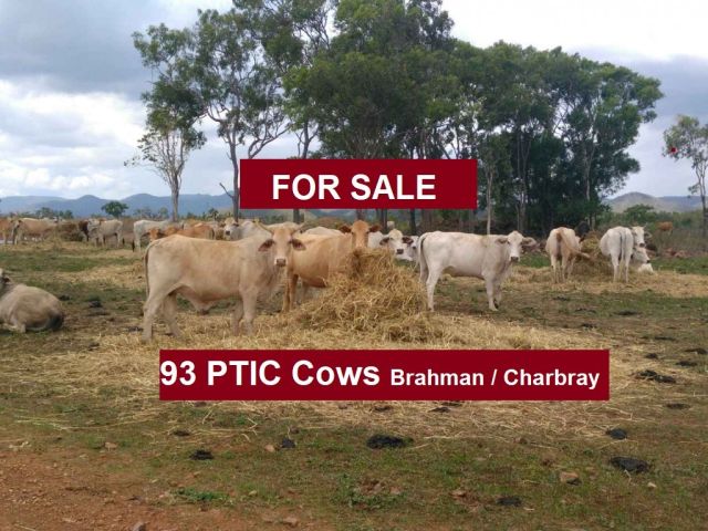 93 PTIC Cows (Quite and Quality)