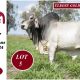 Elrose Brahmans Bulls 2024