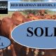 ALL CATTLE ARE SOLD Red Brahman Heifers