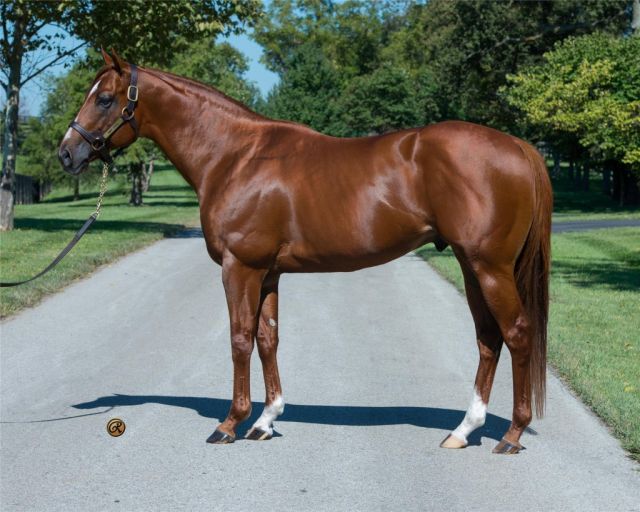 NEW SIRES IN AUSTRALIA FOR 2015