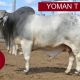 Go to YOMAN BRAHMAN STUD