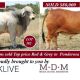 BIG COUNTRY SALE 2025 LIVE
