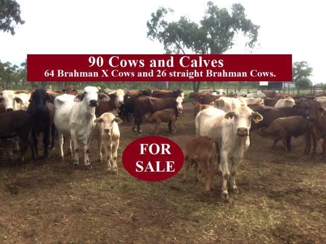 90 Cows and Calves