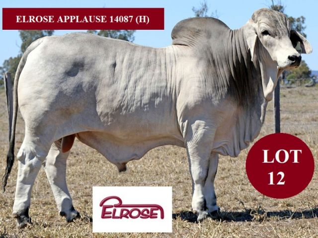 ELROSE BRAHMANS