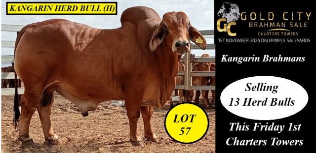Kangarin Brahmans Gold City 2024
