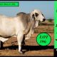 Gipsy Plains Big Country Sale 2025