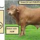 Semen available  Parawanga Watego (PH)