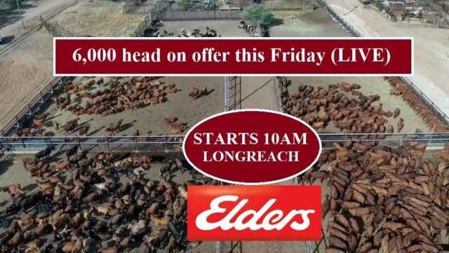 6,000 head on offer this Friday 22ND