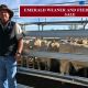EMERALD WEANER AND FEEDER FEATURE SALE