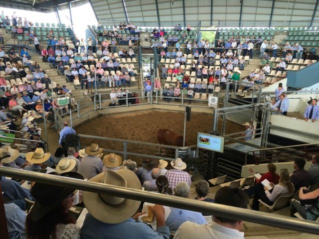 Day 1 National Droughtmaster SALE O SALE O